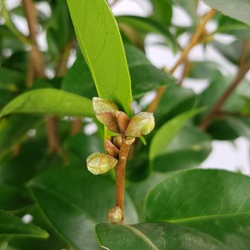 Camellia 'Spring Festival'