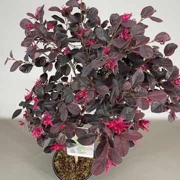 Loropetalum chinense BLACK PEARL