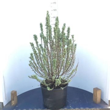 Hippophae rhamnoides 'Hikul'