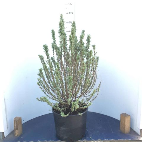 Hippophae rhamnoides 'Hikul'