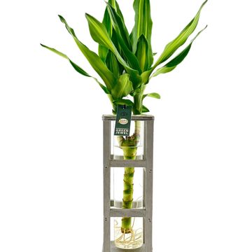 Arrangement Houseplants