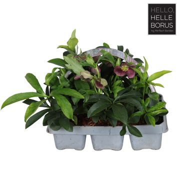 Helleborus orientalis