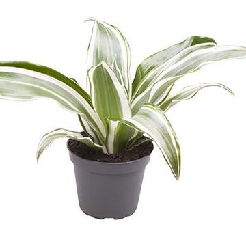 Dracaena fragrans 'White Jewel'