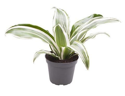 Dracaena fragrans 'White Jewel'