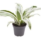 Dracaena fragrans 'White Jewel'