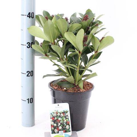 Skimmia japonica 'Redruth' (About Plants Zundert)