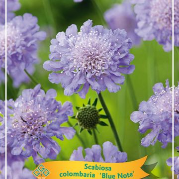 Scabiosa columbaria 'Blue Note'