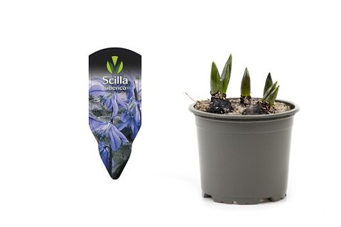 Scilla siberica