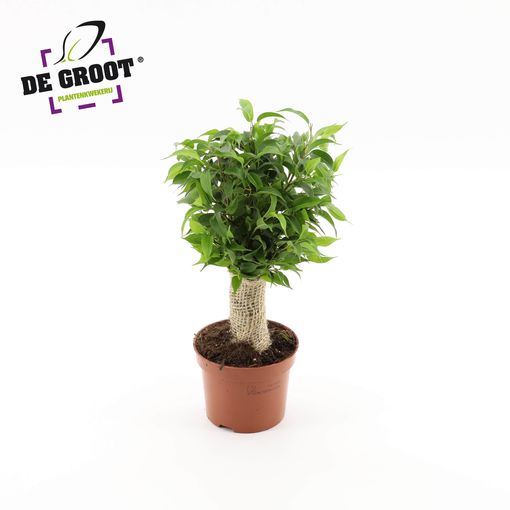 Ficus benjamina