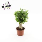 Ficus benjamina