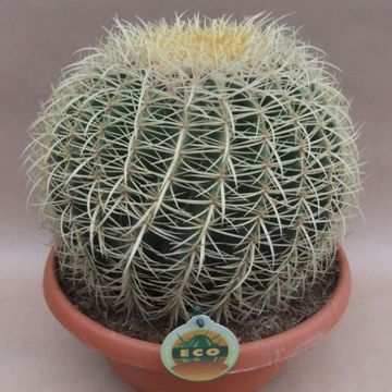 Echinocactus grusonii