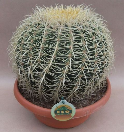 Echinocactus grusonii