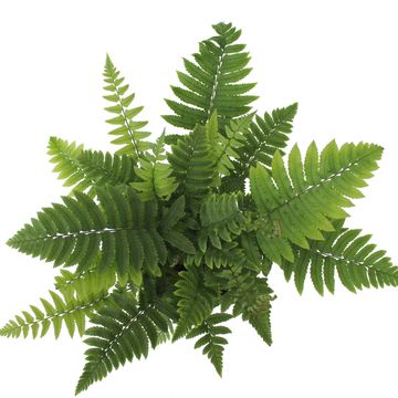 Dryopteris atrata