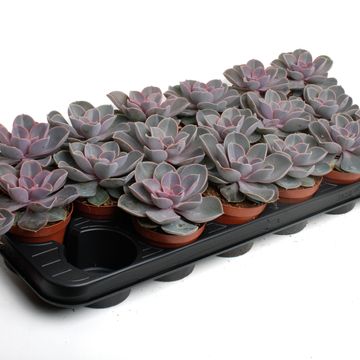 Echeveria 'Perle von Nürnberg'