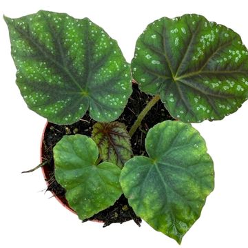Begonia pseudoedulis 'Shiwanshan'