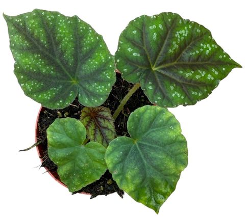 Begonia pseudoedulis 'Shiwanshan'