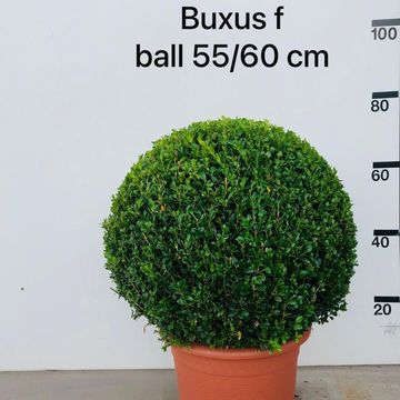 Buxus microphylla 'Faulkner'