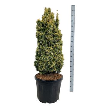 Taxus baccata 'Standishii'