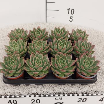 Echeveria agavoides