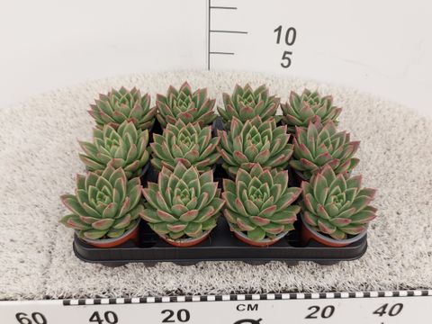 Echeveria agavoides