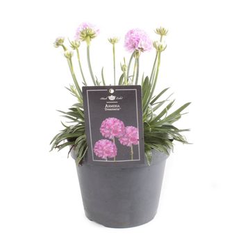 Armeria pseudarmeria DREAMERIA SWEET DREAMS