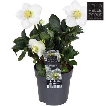 Helleborus niger 'Christmas Carol'