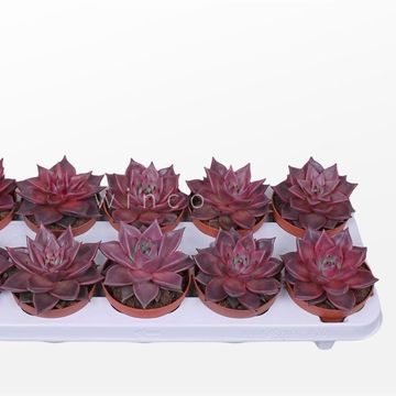 Echeveria 'Taurus'