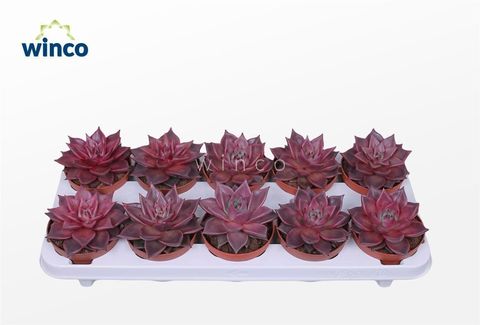 Echeveria 'Taurus'