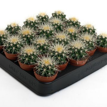 Echinocactus grusonii