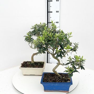 Olea europaea