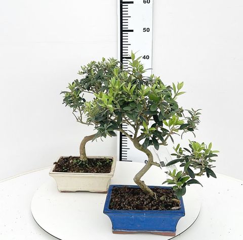 Olea europaea