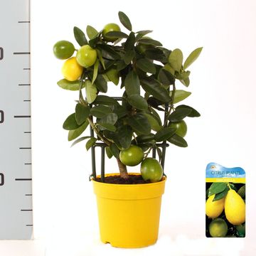 x Citrofortunella floridana 'Eustis'