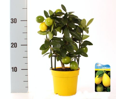 x Citrofortunella floridana 'Eustis'