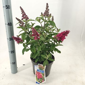 Buddleja davidii BUTTERFLY CANDY LITTLE RUBY