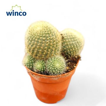 Rebutia heliosa 'Lima Naranja'