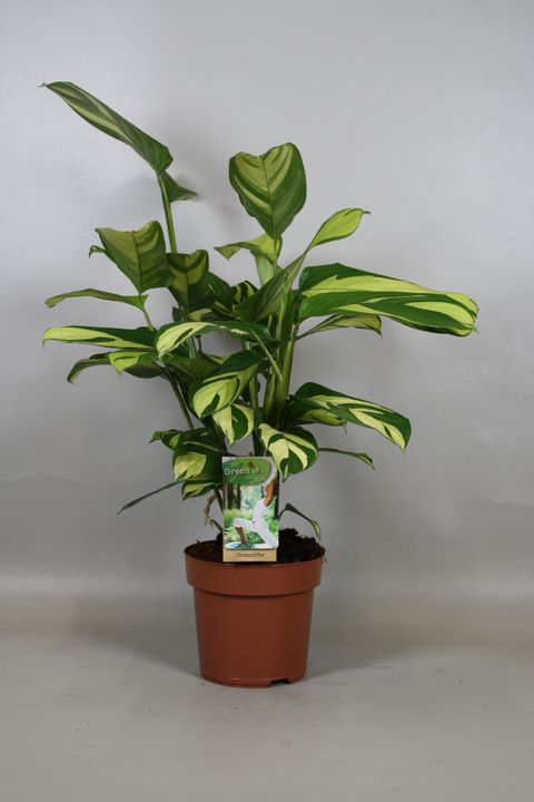 Ctenanthe lubbersiana 'Golden Mosaic'