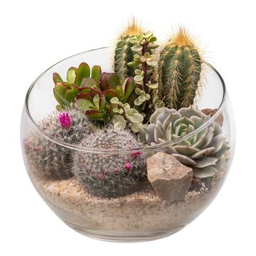Kомпозиции Cactus / Succulent