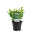 Cryptomeria japonica 'Dinger'