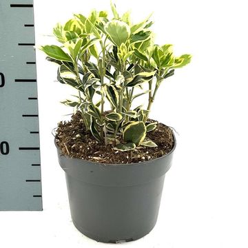 Euonymus japonicus 'Bravo'