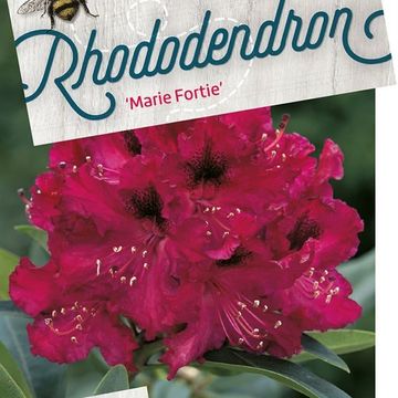 Rhododendron 'Marie Forte'