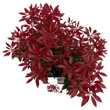 Pieris japonica 'Mountain Fire'