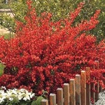 Cytisus 'Boskoop Ruby'