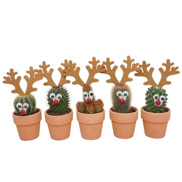 Cactus MIX IN POT