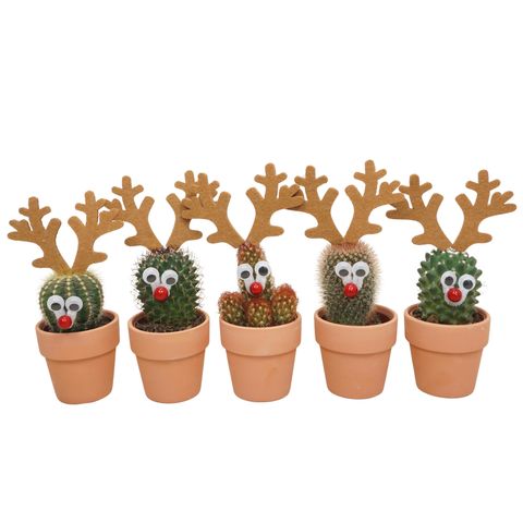 Cactus MIX IN POT