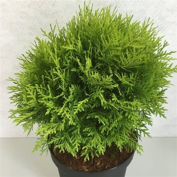 Thuja occidentalis 'Danica Aurea'