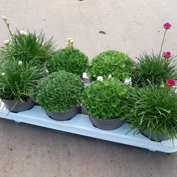 Plantes vivaces MIX