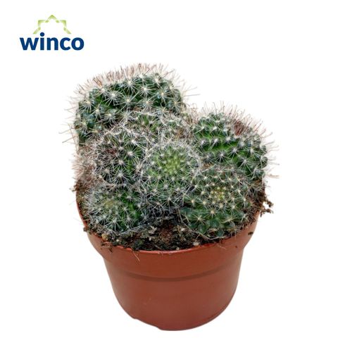 Mammillaria zeilmanniana