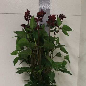 Salvia 'Wendys Wish'