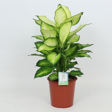 Dieffenbachia 'Summer Style'