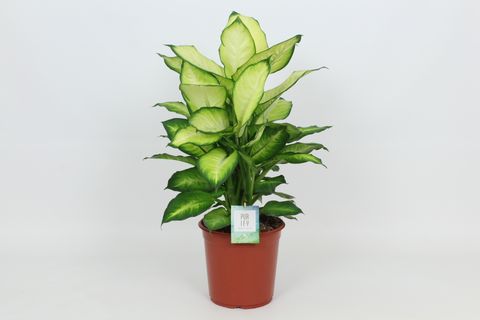 Dieffenbachia 'Summer Style'